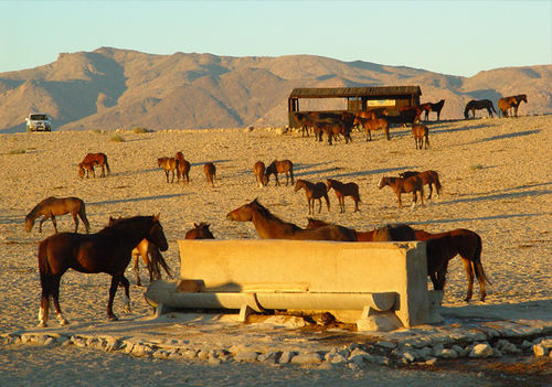 Klein-Aus Vista Desert Horse Inn Dış mekan fotoğraf